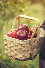 Wall Mural - Farmer holding wooden basket with fresh red apples harvest autumn season