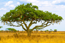 Kigelia, Aka Sausage Tree, In Dry Savanna Landscape, Serengeti National Park, Tanzania, Africa