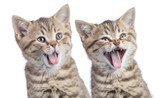 Fototapeta Koty - Two funny happy young cats portrait isolated