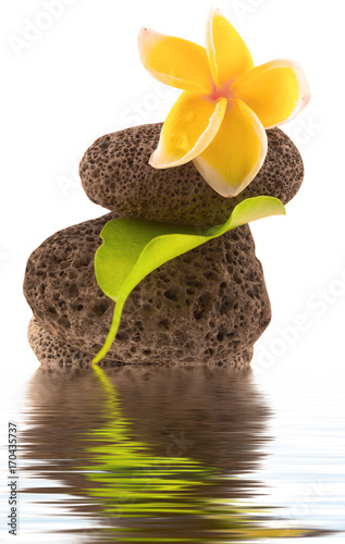 Fleur De Frangipanier Sur Galets Superposés Avec Reflets