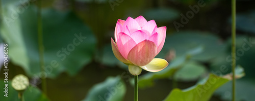 green symbol of elegance and grace with a beautiful pink lotus Poster Mural XXL