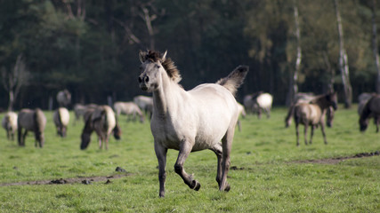 Konik trotting