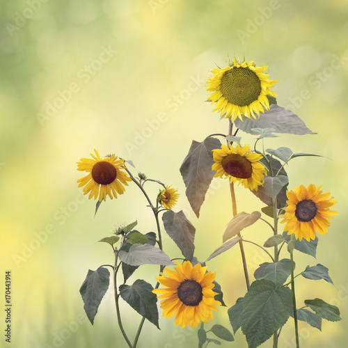 Image of Sunflowers blooming