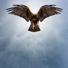 Eagle In The Dark Sky