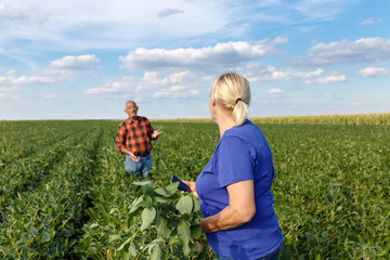 Wall Mural - Senior couple working in soybean field and examining crop. Female farmer holding smart phone in her hand
