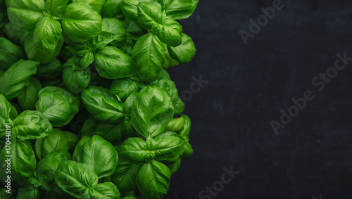 Cuadros en Lienzo Fresh basil on a dark background