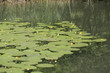 Teichrosen im Wasser (Nuphar lutea)