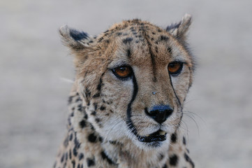 Wall Mural - Gepard, Kopf Portrait, Namibia