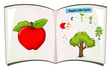 Wall Mural - Book of apple life cycle