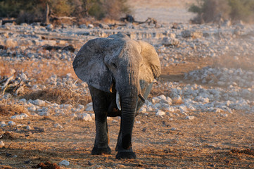 Wall Mural - Afrikanischer Elefant, Etosha Nationalpark, Namibia, (Loxodonta africana)