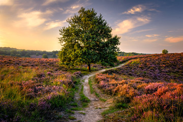 Sunrise at the Nationaal Park Veluwezoom, Posbank