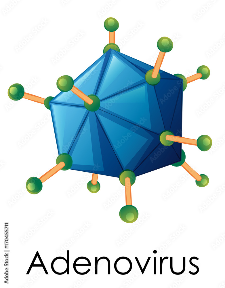 Diagram showing structure of adenovirus Stock Vector | Adobe Stock