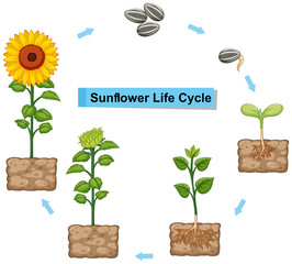 Wall Mural - diagram showing life cycle of sunflower