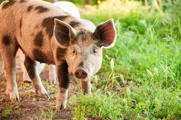 Cute piglet walking on grass in spring time. Pigs grazing at  meadow under.  Organic agriculture natural background