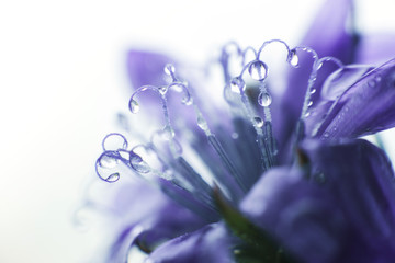 Wall Mural - blue flower close-up. cornflower. a drop of water on a flower petal. dew on a flower