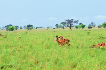 Wall Mural - antelopes reedbuck, uganda, africa