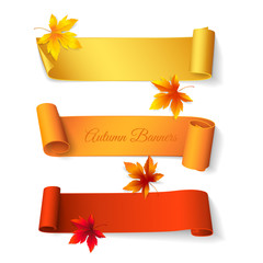Wall Mural - Set of curved short colored ribbons with maple leaves. Vector realistic elements for autumn banners and promotional flyers. Isolated from the background.