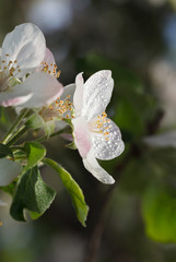 Wall Mural - Dew on apple flower