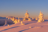 Fototapeta Na ścianę - Dramatic wintry scene with snowy trees.