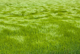 Fototapeta Tęcza - Natural green grass with the waves of wind. background texture. Element of design. Waves of wind rolling through fields of long grass of wheat
