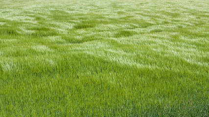 Wall Mural - Natural green grass with the waves of wind. background texture. Element of design. Waves of wind rolling through fields of long grass of wheat