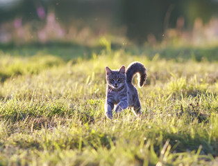 Sticker - beautiful  cat is a fun and graceful running through a summer meadow