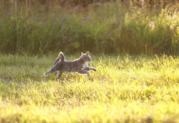 Sticker - beautiful striped cat is a fun and graceful running through a summer meadow, raising his paws