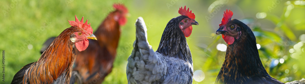 hen and rooster in the garden on a farm - free breeding - obrazy, fototapety, plakaty 