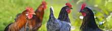Hen And Rooster In The Garden On A Farm - Free Breeding
