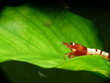 Sehr schöne Rote Pinto Shadow Garnele - Taiwan Bee auf Anubia Blatt