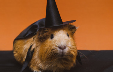 Portrait of cute red guinea pig in halloween costume.