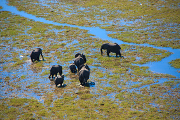 arial view of elephant herd