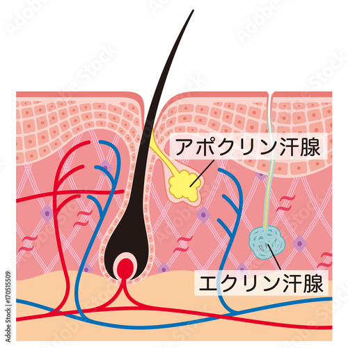 毛根 汗腺 断面図 Stock イラスト Adobe Stock