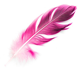 bird feather on white background