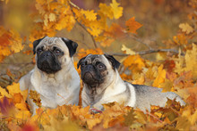 Two Beige Pugs Lying In Colorful Autumn Leaves