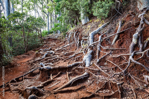 Fototapeta Scenic landscape view of the Aeia Loop Trail on Oahu, Hawaii with tree roots overgrown on path. / Tree Roots Trail Oahu