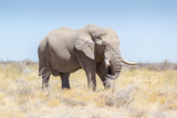 Fototapeta Sawanna - Wild elephant at Etosha National Park, Namibia, Africa