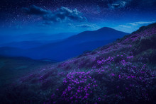 Mountain Hill Covered With Purple Flowers