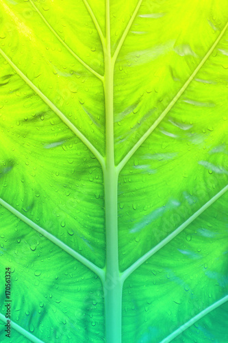 Details of macro leaves