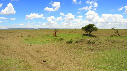 Wall Mural - herbivore animals grazing in savanna at africa