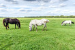 Horses grazing on a green field