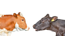Two Cows Are Looking At Each Other. Red Spotted Cow And Black Cow Isolated On White. Cow Portrait Close Up.