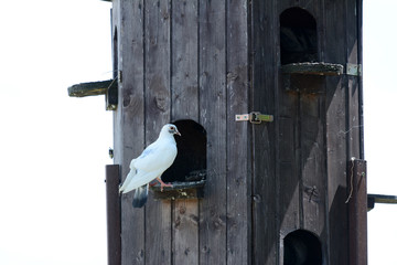 domestic pigeons in their own birdhouse.