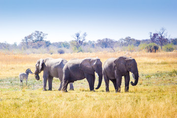 Wall Mural - Wild elephants, Okavango Delta, Botswana