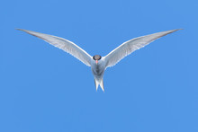 Common Tern Hovering In Flight Against Bright Blue Skies