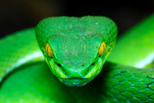 Front View Large-eyed Green Pitviper (Trimeresurus Macrops)(focus On The Eye Shallow DOF) The Endemic Specie Of Southeast Asia