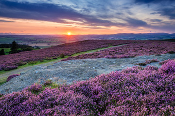 Wall Mural - sunset over cheviot hills and rothbury heather, on the terraces which walk offers views over the coq