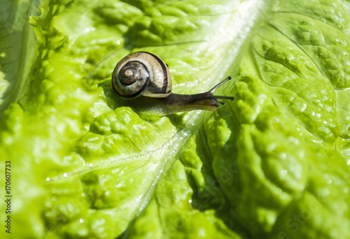 Zdjęcie XXL Młody ślimaczek czołgać się na sałatce, Gastropoda