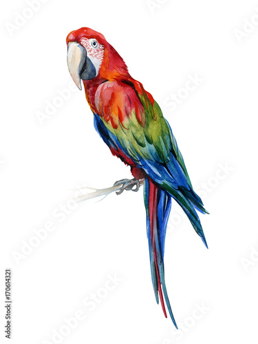 Scarlet macaw parrot. Ara macao. Watercolor illustration of tropical bird. Tr...