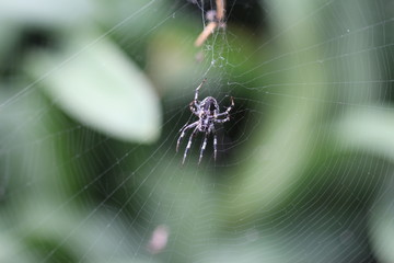 Wall Mural - araña